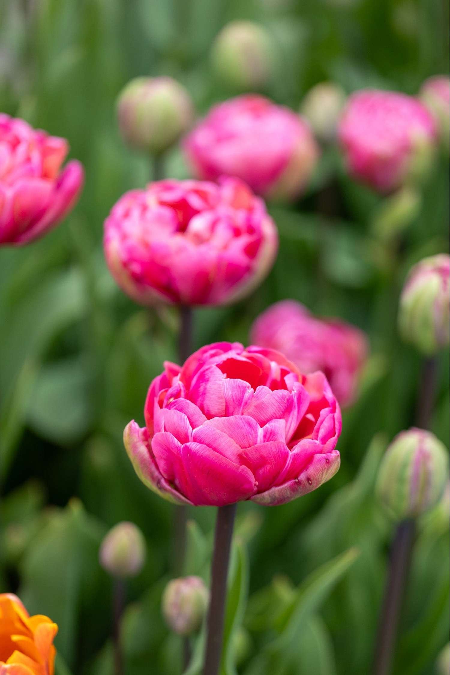 Tulppaani 'Amazing Grace'